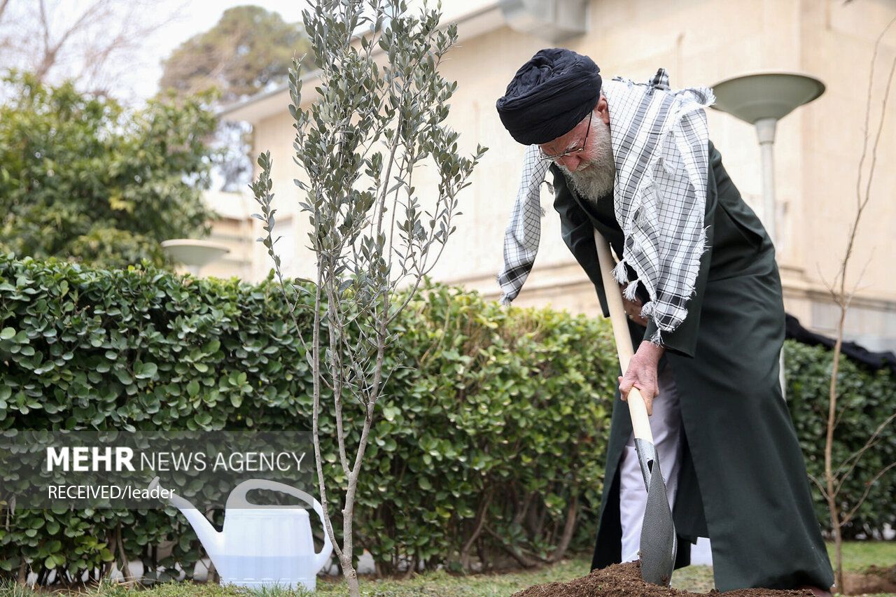 İMAM HAMENEİ FİLİSTİN DİRENİŞİNİ ANMA ADINA ZEYTİN FİDANI DİKTİ (VİDEO)