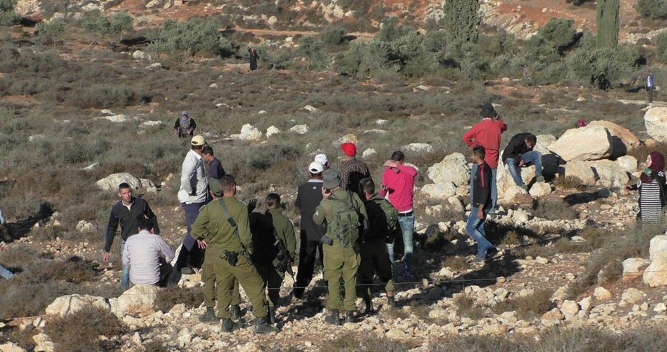 SİYONİST ÇAPULCULAR NABLUS'TA ZEYTİN AĞAÇLARINI SÖKTÜ