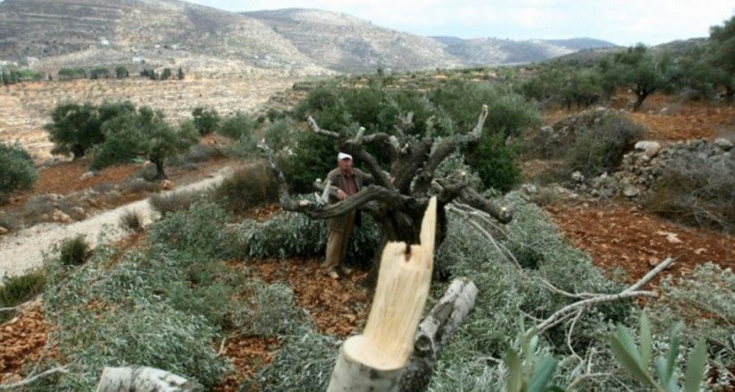 SİYONİST İŞGALCİLER NABLUS'TA ZEYTİN FİDANLARINI SÖKTÜ